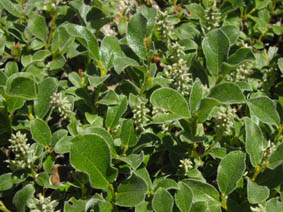 Salix pyrenaica